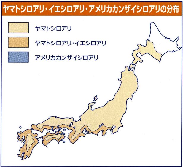 ＤＩＹ自分で出来るシロアリ駆除、キクイムシ駆除・シロアリ退治、キクイムシ退治【シロアリ、キクイムシ駆除・シロアリ、キクイムシ退治に使用する薬剤、エアゾール、ベイト剤などのご紹介！！！】｜イエシロアリとヤマトシロアリの違い・アメリカカンザイシロアリ｜分布：九州・四国の沿岸部・西日本の太平洋側沿岸地 北海道北部を除く日本全国生息場所 側溝、給排水管付近や切り株等 流し台や風呂場など水回り付近の床下。 食害 水を運ぶ能力があり木材を湿らせながら蟻道を作り食害していく。食害は床下から屋根裏までに及ぶ。 水を運ぶ能力がないので常に湿った木材に生息する。湿度の高い梅雨前後に被害が多い。コロニー 王室を中心にして多数の小部屋を持つ同心円状の巣を作る。巣は地中に作り大きな群れで定住し、女王は移動しない。群れの数は５０万～１００万匹。 特に巣を作り群れることはなく食害を続ける。小集団ごとで移動し女王も移動する。群れの数は１万～３万匹程度。羽アリ ６、７月頃の夕方から夜間にかけ数千～数万匹が群飛する。明かりによる習性があり多くは灯に集まる。体長は６．５～８．５ミリ。卵型で頭部は褐色で体は橙黄色、羽は淡黄色で透明。 ４～５月頃の昼前にコロニー内の数％がいっせいに群飛する。昼間に活動するので特に明かりに集まることはない。体長は４．５～７．５ミリ。頭部は黒褐色で体は黄色、羽は暗褐色。 