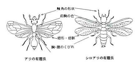 ＤＩＹ自分で出来るシロアリ駆除、キクイムシ駆除・シロアリ退治、キクイムシ退治【シロアリ、キクイムシ駆除・シロアリ、キクイムシ退治に使用する薬剤、エアゾール、ベイト剤などのご紹介！！！】｜日本のシロアリ被害で多いのはヤマトシロアリとイエシロアリの２種類です。主な特徴はヤマトシロアリは全国に分布しています。イエシロアリは中部地方以西の太陽側、四国、九州などに多く生息し（最近ではイエシロアリの分布が広がってきています。）、女王アリを筆頭に兵隊アリ、働きアリに分かれコロニー（巣）を作っています。羽アリの飛翔時期ですがヤマトシロアリは４～５月の昼間、イエシロアリは６～７月の夕方に分巣の為に一部が羽アリとなり飛び立ち、被害に気づくケースが多々あります。最近では日本国内でもアメリカカンザイシロアリが発見され被害の拡大が心配されております。よく黒アリの羽アリを白アリの羽アリと間違えるケースがありますの右図で確認して下さい。黒アリの羽アリは前後の羽のサイズが違いますが、白アリの羽アリは前後の羽のサイズが同じなのでコレさえ覚えていれば簡単に見分けられます。