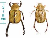 アシナガコガネ用|コガネムシ類を対象にしたモニタリング用トラップです。コガネムシ類を中心とした豊富なバリエーションと強力な誘引効果で芝地のメンテナンス、豆類、野菜及び果樹栽培等に使用できます|できるだけ風通しのよい場所を選んで設置して下さい。※林内など気流のよどんだ地点では充分な効果が期待できません。誘引力の目安は距離として50〜100m程度です。目標とするコガネムシの種類によって設置する高さを変えて下さい。トラップが捕獲された虫で一杯になる前に虫を廃棄して下さい。設置後長期間放置すると、捕獲した虫が腐敗し誘引効果を阻害します。※多発生時には一日で一杯になることがあります。マメコガネ、ヒメコガネ、アシナガコガネ、ウスチャコガネ、オオサカスジコガネ、ドウガネブイブイ、アオドウガネ、チビサクラコガネ、ヒラタアオコガネ、セマダラコガネ、ナガチャコガネ、スジコガネ、ツヤコガネ、シロテンハナムグリ等のコガネムシ類の誘引捕獲、駆除器|コガネムシ類を対象にしたモニタリング用トラップです。コガネムシ類を中心とした豊富なバリエーションと強力な誘引効果で芝地のメンテナンス、豆類、野菜及び果樹栽培等に使用できます。コガネムシ類のモニタリング用トラップ【捕獲・駆除】ニューウインズパックの通信販売:テクノ株式会社