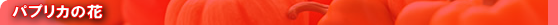 pvJ̉