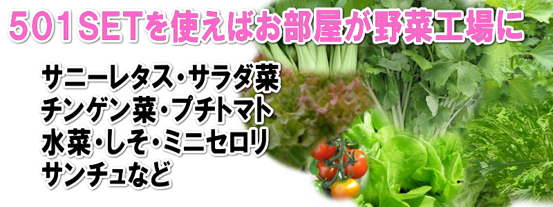 自宅で水耕栽培！ホームハイポニカ５０１ＳＥＴ（昇降式専用台・蛍光灯照明）を使用する事で室内でも新鮮な野菜を栽培する事が出来ます。水耕栽培は土を使わないので手が汚れません。室内で栽培する事により害虫などの心配が激減！毎日目が届く場所にあるので野菜の成長を見る楽しみ、育てる楽しみ、食べる楽しみがふくらみます。室内水耕栽培でサニーレタス、サラダ菜、チンゲン菜、プチトマト、ミズナ、しそ、ミニセロリ、サンチュなどが栽培できます。室内で水耕栽培！ホームハイポニカ５０１ＳＥＴの通信販売：テクノ株式会社