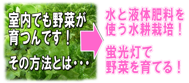 自宅で水耕栽培！ホームハイポニカ５０１ＳＥＴ（昇降式専用台・蛍光灯照明）を使用する事で室内でも新鮮な野菜を栽培する事が出来ます。水耕栽培は土を使わないので手が汚れません。室内で栽培する事により害虫などの心配が激減！毎日目が届く場所にあるので野菜の成長を見る楽しみ、育てる楽しみ、食べる楽しみがふくらみます。室内水耕栽培でサニーレタス、サラダ菜、チンゲン菜、プチトマト、ミズナ、しそ、ミニセロリ、サンチュなどが栽培できます。室内で水耕栽培！ホームハイポニカ５０１ＳＥＴの通信販売：テクノ株式会社