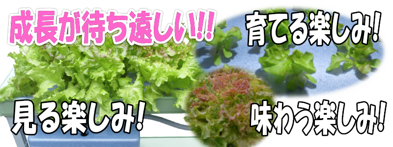 自宅で水耕栽培！ホームハイポニカ５０１ＳＥＴ（昇降式専用台・蛍光灯照明）を使用する事で室内でも新鮮な野菜を栽培する事が出来ます。水耕栽培は土を使わないので手が汚れません。室内で栽培する事により害虫などの心配が激減！毎日目が届く場所にあるので野菜の成長を見る楽しみ、育てる楽しみ、食べる楽しみがふくらみます。室内水耕栽培でサニーレタス、サラダ菜、チンゲン菜、プチトマト、ミズナ、しそ、ミニセロリ、サンチュなどが栽培できます。室内で水耕栽培！ホームハイポニカ５０１ＳＥＴの通信販売：テクノ株式会社