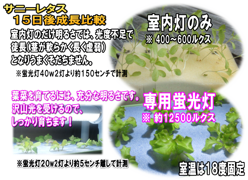 自宅で水耕栽培！ホームハイポニカ５０１ＳＥＴ（昇降式専用台・蛍光灯照明）を使用する事で室内でも新鮮な野菜を栽培する事が出来ます。水耕栽培は土を使わないので手が汚れません。室内で栽培する事により害虫などの心配が激減！毎日目が届く場所にあるので野菜の成長を見る楽しみ、育てる楽しみ、食べる楽しみがふくらみます。室内水耕栽培でサニーレタス、サラダ菜、チンゲン菜、プチトマト、ミズナ、しそ、ミニセロリ、サンチュなどが栽培できます。室内で水耕栽培！ホームハイポニカ５０１ＳＥＴの通信販売：テクノ株式会社