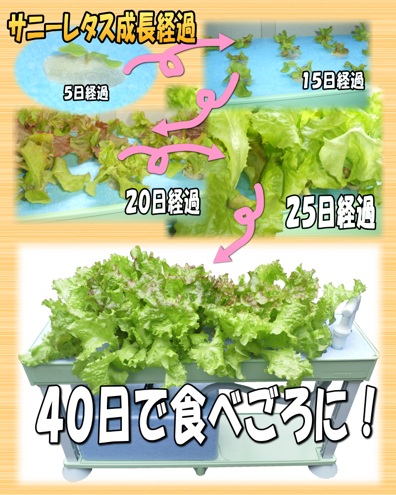 自宅で水耕栽培！ホームハイポニカ５０１ＳＥＴ（昇降式専用台・蛍光灯照明）を使用する事で室内でも新鮮な野菜を栽培する事が出来ます。水耕栽培は土を使わないので手が汚れません。室内で栽培する事により害虫などの心配が激減！毎日目が届く場所にあるので野菜の成長を見る楽しみ、育てる楽しみ、食べる楽しみがふくらみます。室内水耕栽培でサニーレタス、サラダ菜、チンゲン菜、プチトマト、ミズナ、しそ、ミニセロリ、サンチュなどが栽培できます。室内で水耕栽培！ホームハイポニカ５０１ＳＥＴの通信販売：テクノ株式会社