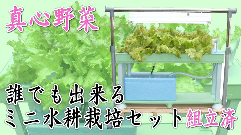 自宅で水耕栽培！ホームハイポニカ５０１ＳＥＴ（昇降式専用台・蛍光灯照明）を使用する事で室内でも新鮮な野菜を栽培する事が出来ます。水耕栽培は土を使わないので手が汚れません。室内で栽培する事により害虫などの心配が激減！毎日目が届く場所にあるので野菜の成長を見る楽しみ、育てる楽しみ、食べる楽しみがふくらみます。室内水耕栽培でサニーレタス、サラダ菜、チンゲン菜、プチトマト、ミズナ、しそ、ミニセロリ、サンチュなどが栽培できます。室内で水耕栽培！ホームハイポニカ５０１ＳＥＴの通信販売：テクノ株式会社｜ミニ水耕栽培セット