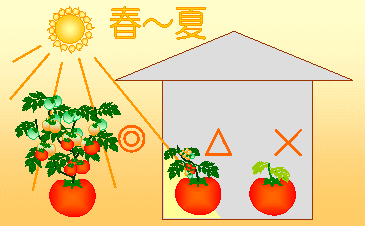 お家でプチ農園!ホームハイポニカの設置場所
