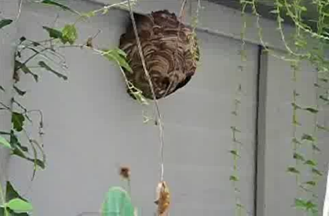 ハチ（ススメバチも）を泡で包み込み安全に、素早く駆除！！イカリ消毒ハチの巣駆除ムースの通信販売！３００ｍｌ巣を包み込み安全に駆除！ムースを遠くまで飛ばす特殊設計により離れた場所から駆除ができます。缶を強く振って使用しないでください。中の液体が泡立ち飛距離が短くなる場合があります。飛距離は無風状態水平噴射で最大３mです。強力噴射のため、約１５～２５秒で全量噴射されます。ムースの泡がスズメバチ・アシナガバチの巣を包みこみ窒息＋即効性の薬剤が素早く駆除します。ムースの付着により巣の表面や巣穴から出てくるハチを素早く落とし、窒息させます。ハチが巣穴からムースを押し出して出てきたら、再度巣穴を塞ぐように施工し、巣及び巣周辺で活動が無くなるまで、繰り返し施工して下さい。