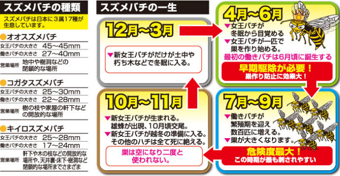 吊るすだけ！約３０日間スズメバチを捕獲・撃退スズメバチの巣作り防止に効果大!スズメバチを誘引捕獲業務用スズメバチバスターBIGの通信販売：テクノ株式会社製品名：業務用スズメバチバスターBIGセット内容：捕獲ボトル、吊下げ用フック、誘引液（200cc）、取説サイズ：直径９５×高さ２１０ｍｍ重量：約３２０ｇ用途：スズメバチの誘引・捕獲販売元：株式会社SHIMADA設置が簡単！庭木などに吊るすだけ。強力な誘引液（食品成分）一度入ったら出にくい特殊キャップ業務用サイズで大量捕獲入ったハチを溺れさせて退治(薬剤不使用) 吊るすだけで約30日間スズメバチを捕獲撃退！巣作り防止に効果大！誘引ハチの好む香りで強力に誘引！捕獲一度入ると出にくい特殊構造と特大容器で大量捕獲！退治容器内の誘引液におぼれて退治！薬剤不使用！スズメバチ大量捕獲なるべく直射日光の当たらないところ地面から1～3mくらいのところハチを見かける屋外（巣の近く及び住居区域は避ける）最近ハチを見かけた場所巣を駆除するものではありません。巣周辺での設置は大変危険ですのでおやめください。柵に固定、庭木や雑木林に固定、畑の付近に吊るす、オオスズメバチの巣は地中や樹洞などの閉鎖的な場所。コガタスズメバチの巣は樹の枝や家屋の軒下などの開放的な場所、、キイロスズメバチの巣は軒下や木の枝などの開放的な場所や天井裏、床下、樹洞など閉鎖的な場所までさまざま。12月から3月は新女王バチだけが土中や朽木などで冬眠に入る。4月から6月は女王バチが冬眠から目覚め、女王バチが一匹で巣を作り始める。最初の働きバチは6月頃に誕生する。早期駆除が必要！巣作り防止の効果大！7月～9月は働きバチが繁殖期を迎え数百匹に増える。巣が大きくなります。危険度最大！この時期が最も刺されやすい。10月から11月は新女王が生まれ雄蜂が出現、10月頃交尾。新女王バチが越冬の準備に入る。その他のハチは全て死に絶える。巣は空になり二度と使われない。吊るすだけ！約３０日間スズメバチを捕獲・撃退スズメバチの巣作り防止に効果大!スズメバチを誘引捕獲業務用スズメバチバスターBIGの通信販売：テクノ株式会社